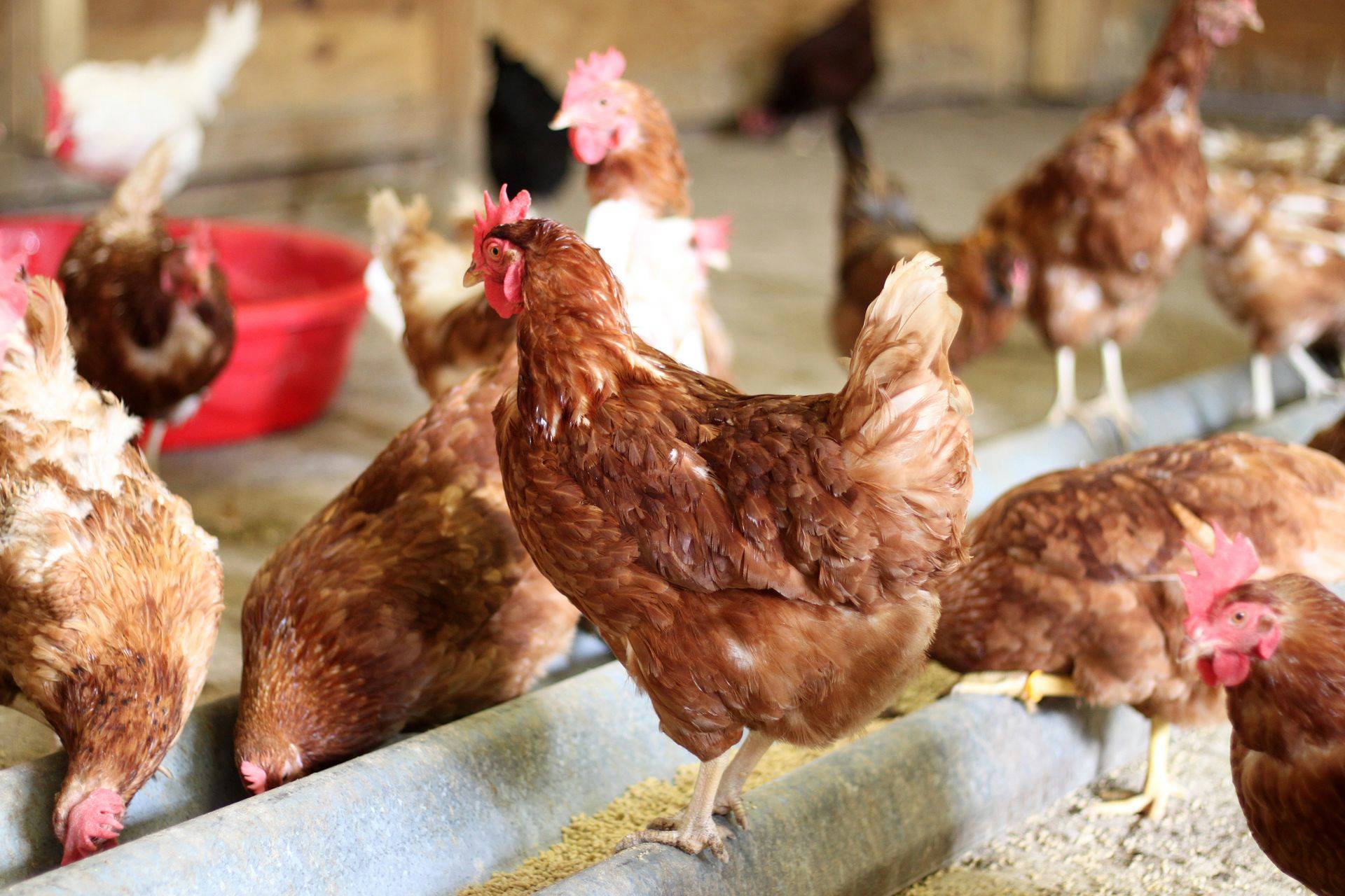Sustained high copper could improve broiler feed conversion